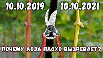 Почему плохо вызревает лоза винограда?