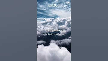 أفلا ينظرون إلى الإبل كيف خلقت #سورة_الغاشية #الغاشية #قرآن_كريم #راحة_نفسية #عبد_الباسط_عبد_الصمد