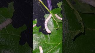 My Silkworms Are Eating Leaves #petflix
