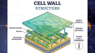 Plants cell wall structure composition  function   Cellulose  Hemicellulose Lignin