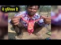 वैज्ञानिकों ने भी माना आज भी धरती पर जिंदा हैं एलियन 10 real alien like creature found by people