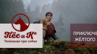 Х/ф "Приключения желтого пса" Х/ф "Приключения желтого пса"