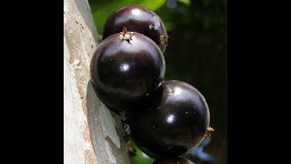 Jabuticabeira Sabará Produzindo (mudas frutiferas de jabuticaba)