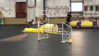 Kitty Agility Fun Match at Queen City Dog Training Club June 2016