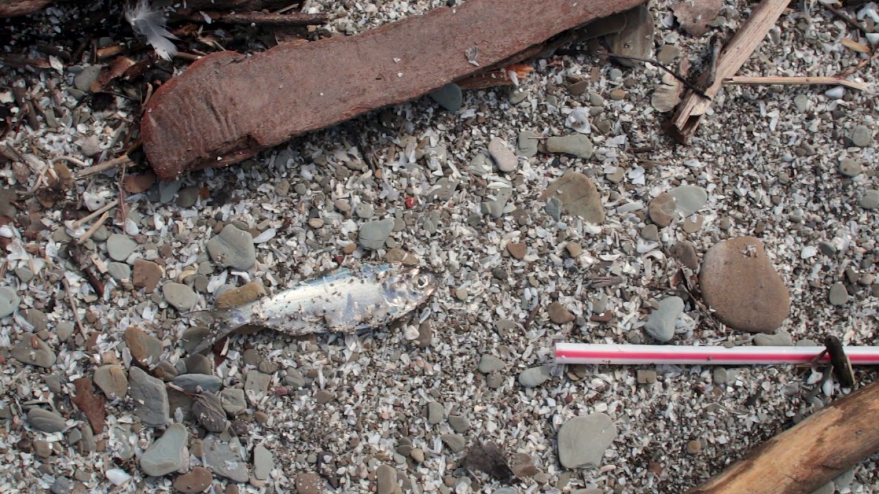 Edgewater Beach (Dead Fish and Plastic Straw #2)