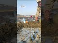 تقنية غريبة لصيد محار الموس