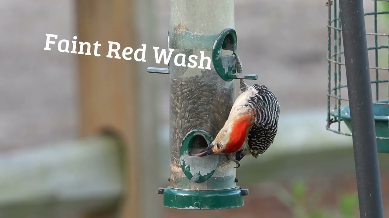 Red Bellied and Red Headed Woodpeckers
