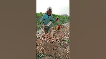 Umbi Singkong Garuda Mantap#shorts #bertani #singkong #farming #dharmayasaberkarya