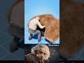🐾 Snuffleupagus EXPOSED! The Truth About the Costume! @Quantigma #SigmaVibes, #EinsteinTheory