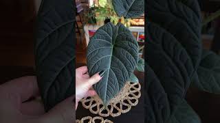 Alocasia maharani (black velvet x melo hybrid) 🖤 #houseplants