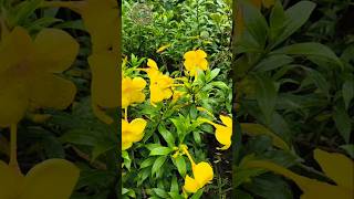 এটা কি ফুল বলুন তো?💛 #flowers #summer #bloom #yellow #natural #plants #goldenleaves #fifa #world