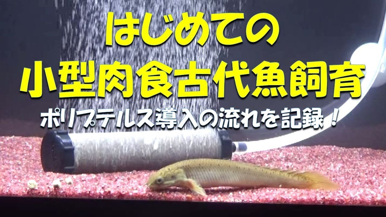 はじめての小型肉食古代魚飼育 ポリプテルスセネガルスの簡易水槽導入までの記録 小型肉食魚混泳飼育 Youtube