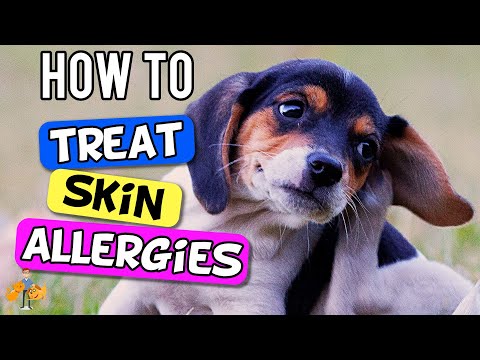 how-to-treat-dog-skin-allergies:-the-6-step-plan---dog-health-vet-advice