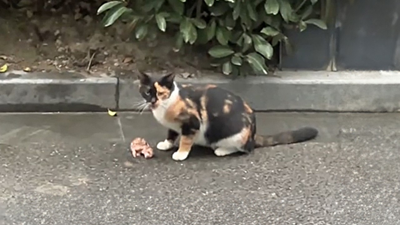 кошка оставила новорожденных котят на холодной земле, но добрый прохожий забрал их и позаботился