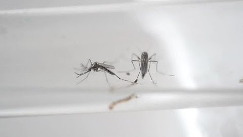 OMS declara emergencia de salud global brote de zika