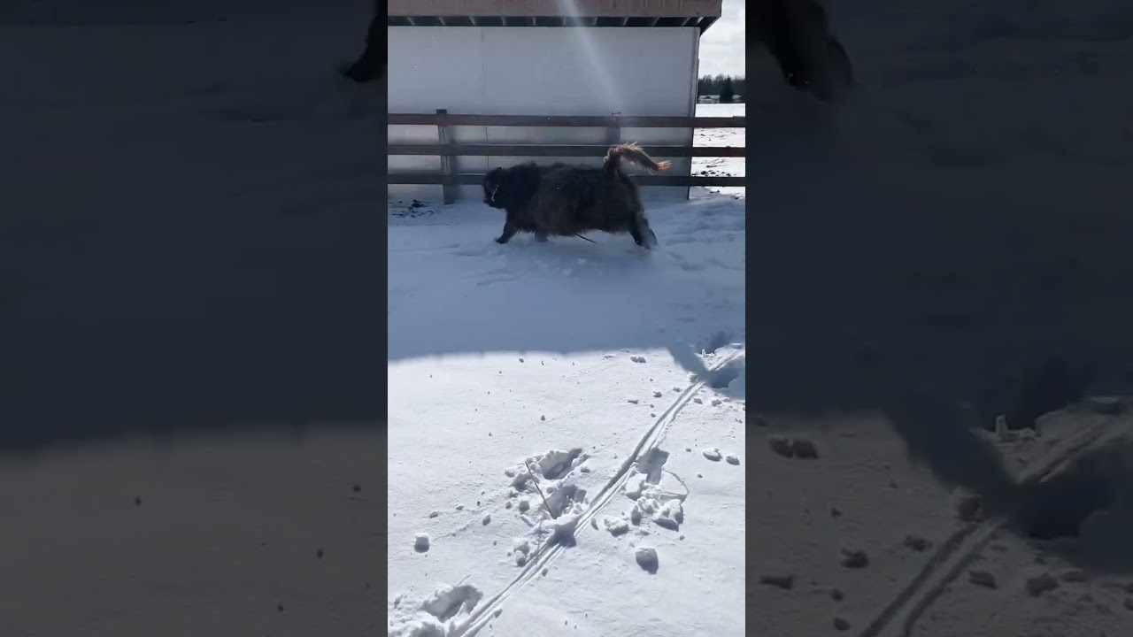 Weanlings Enjoy the Fresh Snow! ❄️ 