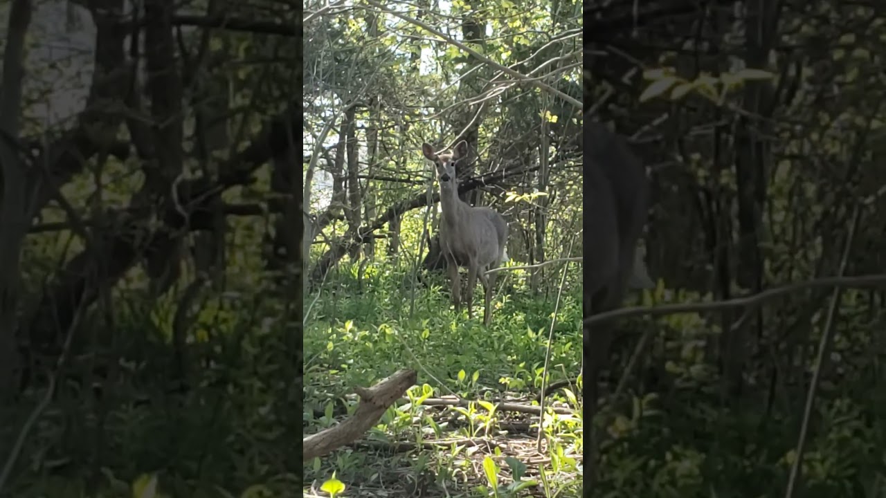 wild deer in the city