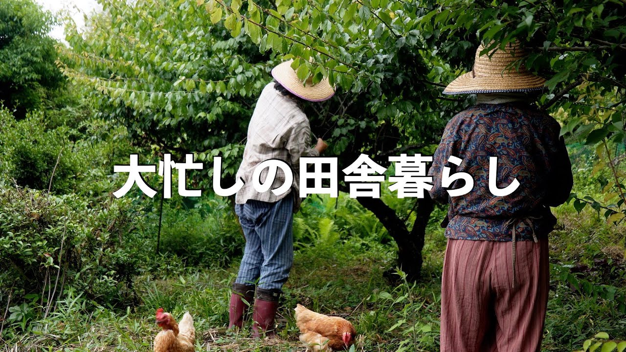 自給暮らしvlog｜やることが盛りだくさんの田舎暮らし｜ニンニクは収穫時期が大事！｜#70