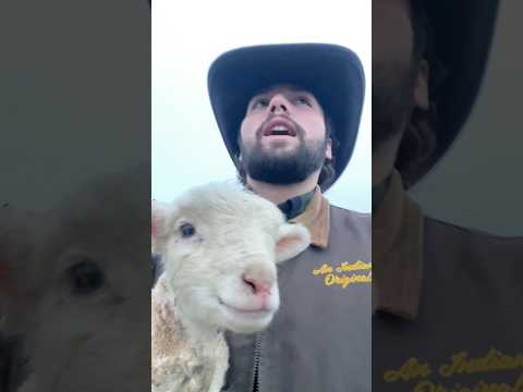 Corderitos de invierno 🐑