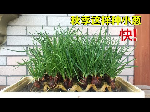 鸡蛋托盘一个都不要扔，用它种小葱，便宜又省事，方法真棒|Grow onions