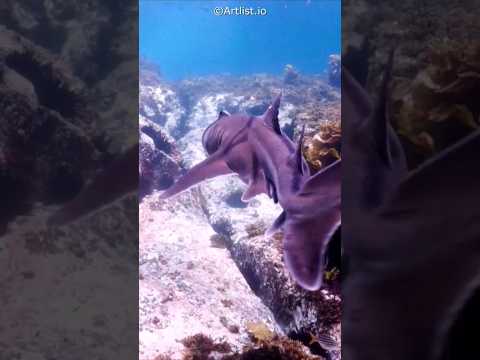 Video: Gibt es Haie im Schwarzen Meer?
