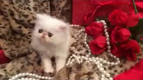 Watch the video about GORGEOUS WHITE PERSIAN KITTEN *BABY*