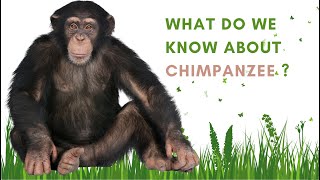 What do we know about chimpanzee ? | Amazing facts about chimpanzee. by Summary Facts 78 views 10 months ago 3 minutes, 31 seconds