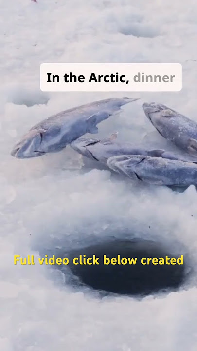 Inuit Hunt A 200 Pound Seal For Family Dinner  EP 1  Arctic Survival Documentary#shorts