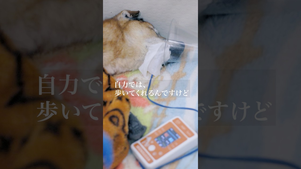 病気になってしまった犬のための施設
