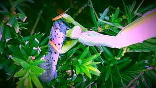 ⚔️Praying Mantis vs [Invasive Species] Spotted Lanternfly⚔️