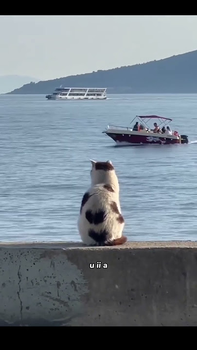 Blue - yung kai ll know your all, that I want, this life ll uia cat ll #uia #catmeme #blue #yungkai