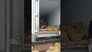 viral cara terbaru agar buah durian awet dan gak pecah..