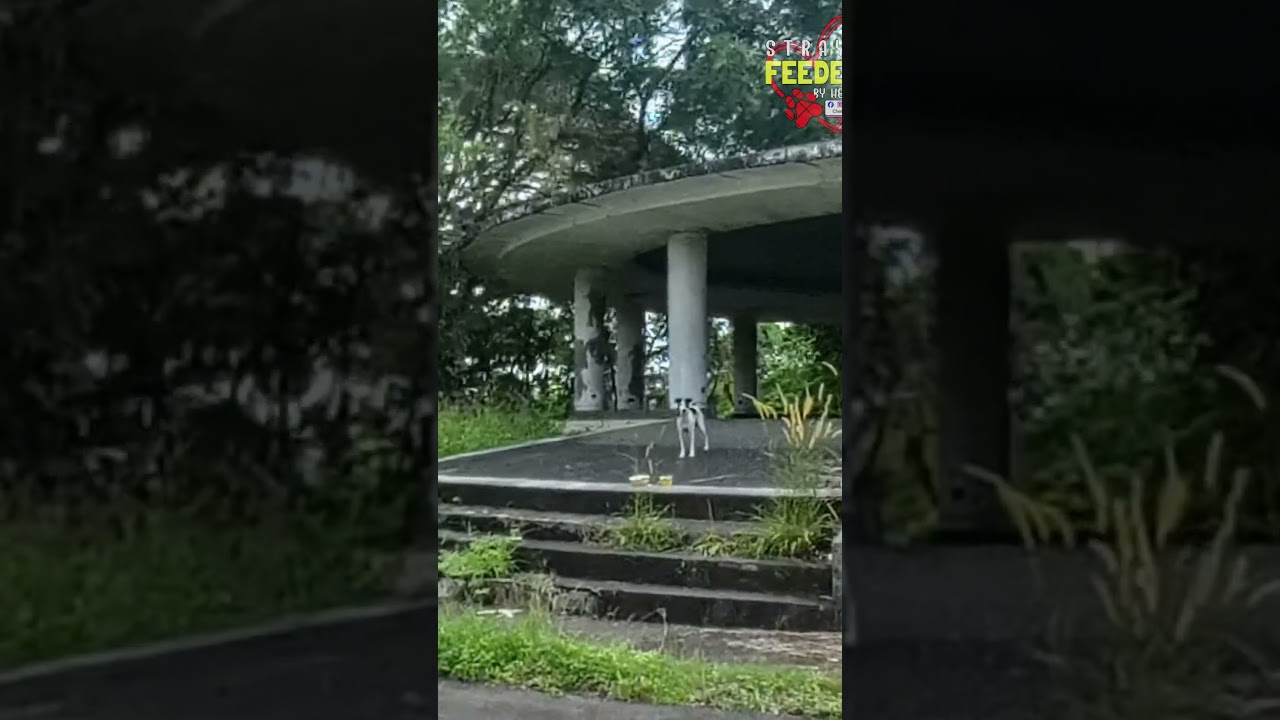 Спот — один из самых милых бездомных котов, которых я когда-либо встречала 🥰