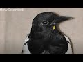 Mirror test shows magpies aren't so bird-brained