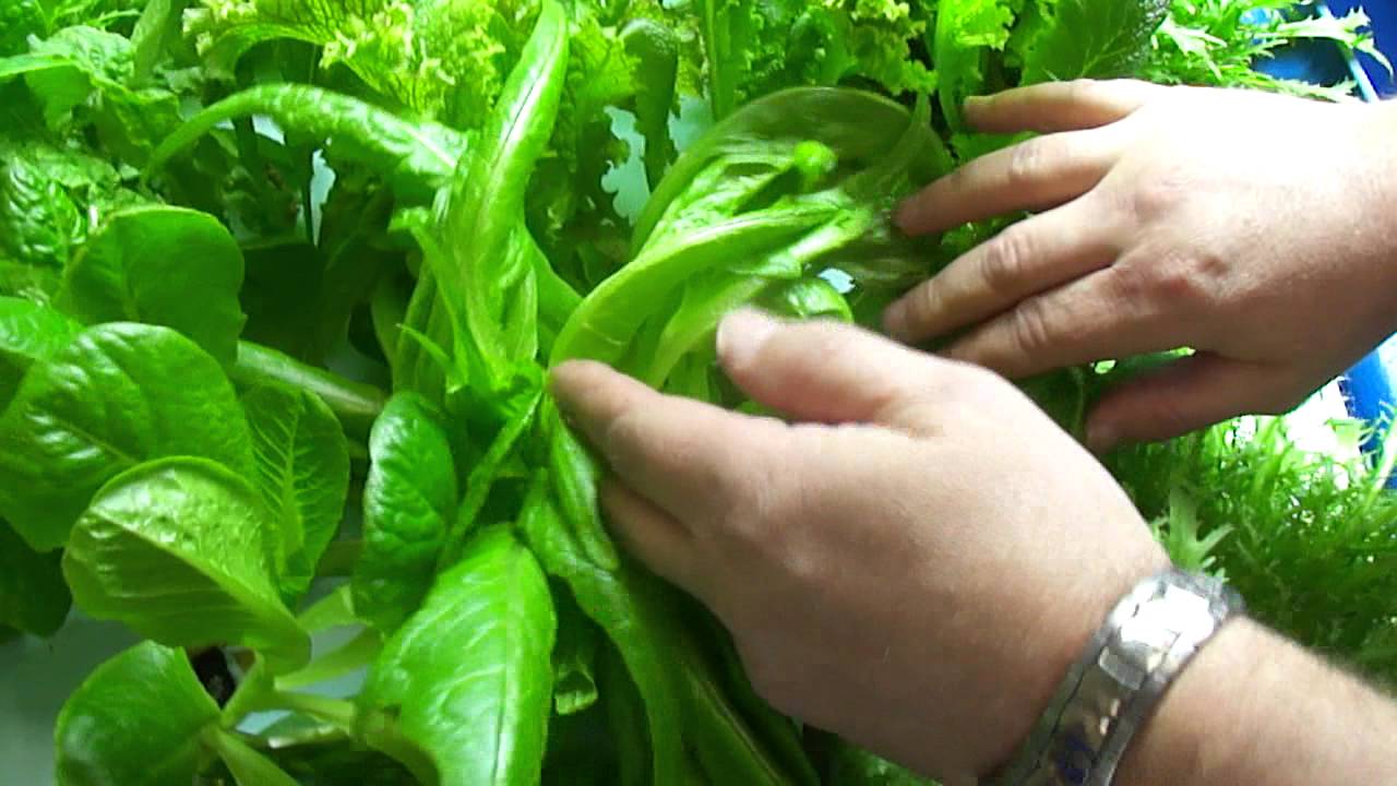 SD Hydro Carlsbad CA - Day 4 UPDATE