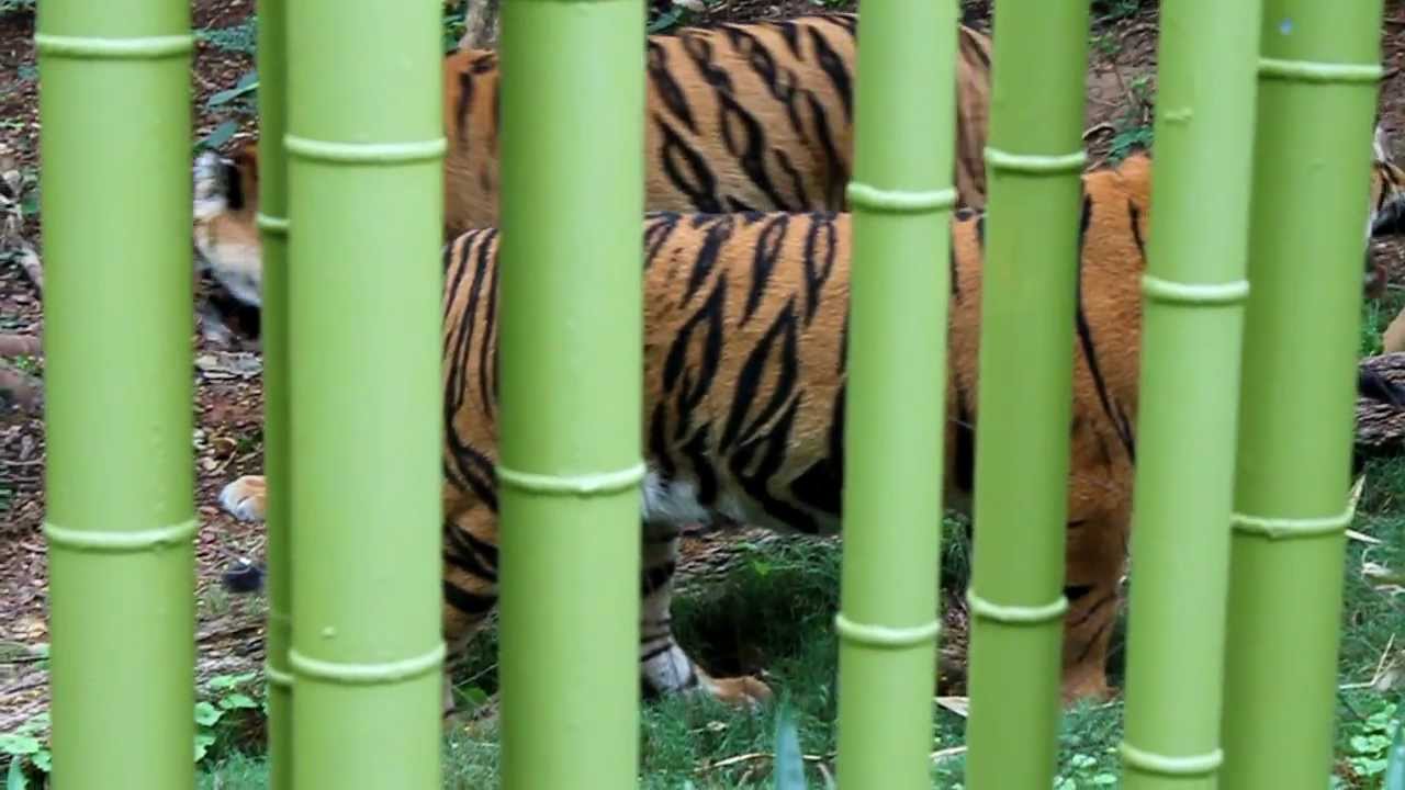 Population of critically endangered Sumatran tiger in decline