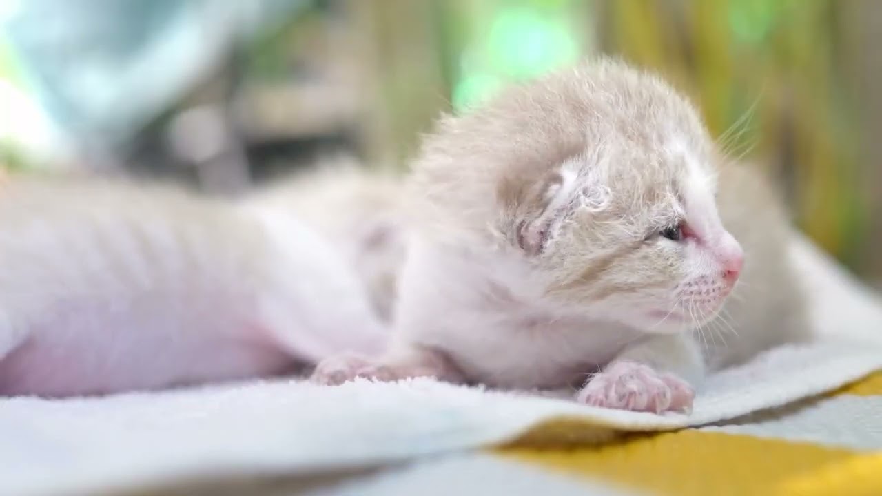 cat nap music│Cat Music Gentle Rest