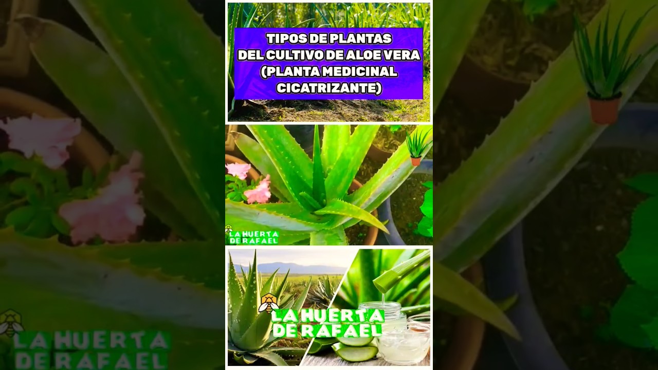 Types of plants for the cultivation of Alejo vera or Aloe Vera, a healing  medicinal plant and its... - YouTube