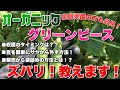 【家庭菜園の方も！】有機農家が教えるグリーンピースの収穫タイミング（種まき時期、販売方法から袋詰めの方法まで）