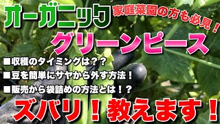 【家庭菜園の方も！】有機農家が教えるグリーンピースの収穫タイミング（種まき時期、販売方法から袋詰めの方法まで）