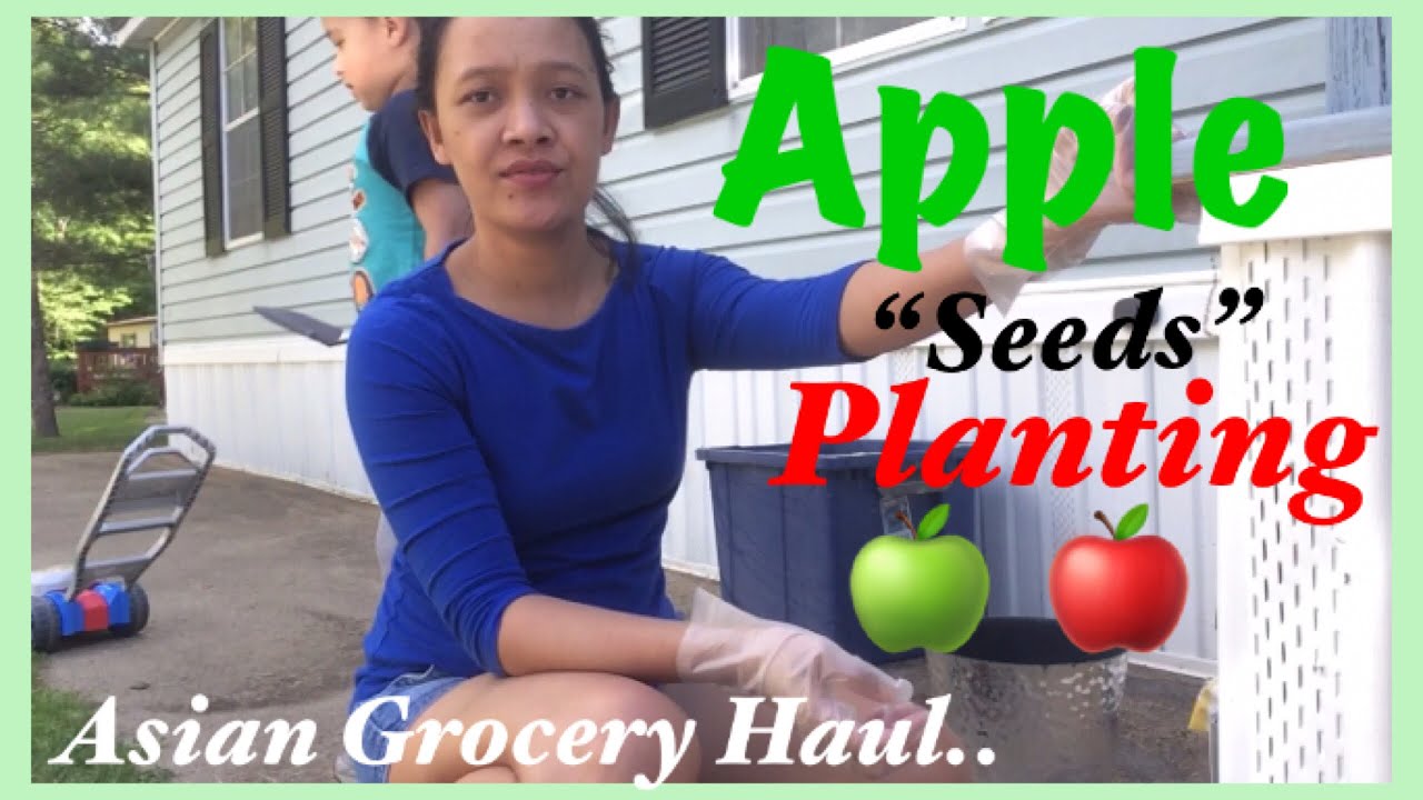 APPLE SEEDS PLANTING + ASIAN GROCERY HAUL - Bing Os💜❤️