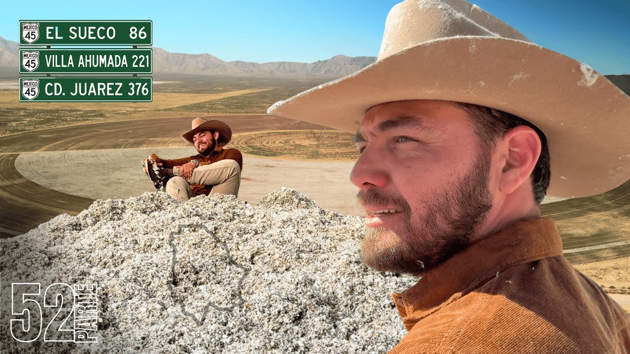 En Ahumada,Chihuahua se levantan 195 mil de toneladas de Algodón Pima