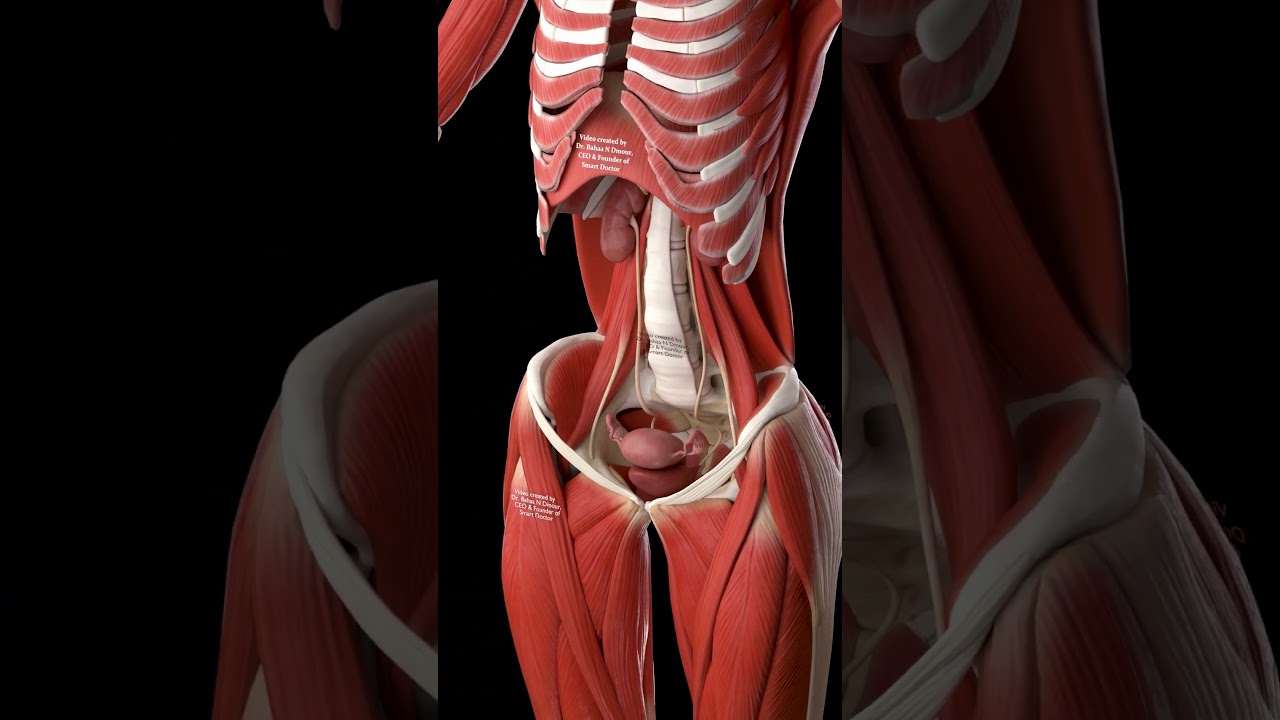 Uterus, Ovaries & Fallopian Tubes in 3D | Pelvic Anatomy Close-Up