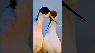 Birds that are extremely beautiful with soft music #beautifulbirds #music #birdsaround screenshot 5