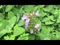 Benefits of Sage (Salvia Officinalis)