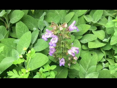 Video: Loj hlob Mexican Bush Sage - Thaum Yuav Cog Mexican Bush Sage