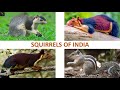 Squirrels of india    mammals  indian animals