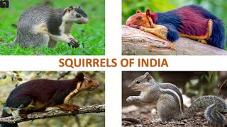 Squirrels of India 🐿️ 🇮🇳 | Mammals | Indian Animals