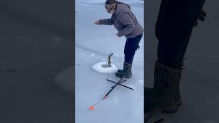 Ice Fishing Baxter Lake in NH catching some Pickerel Ms. B getting it done in the 603 #fishing