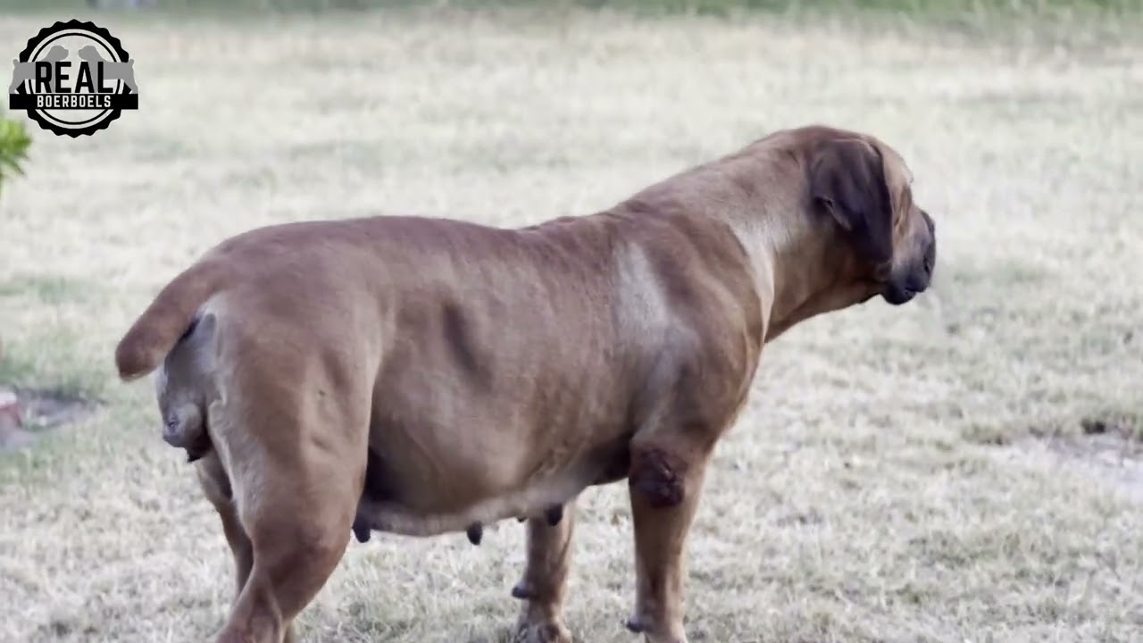 Real Boerboels - Boerboels in Their Natural Habitat: Playful Moments and Everyday Life